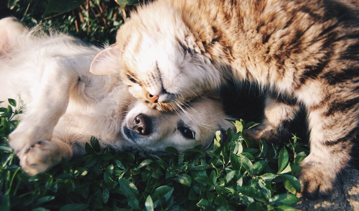 Víte, kolik zvířat ošetří za rok veterinární klinika?